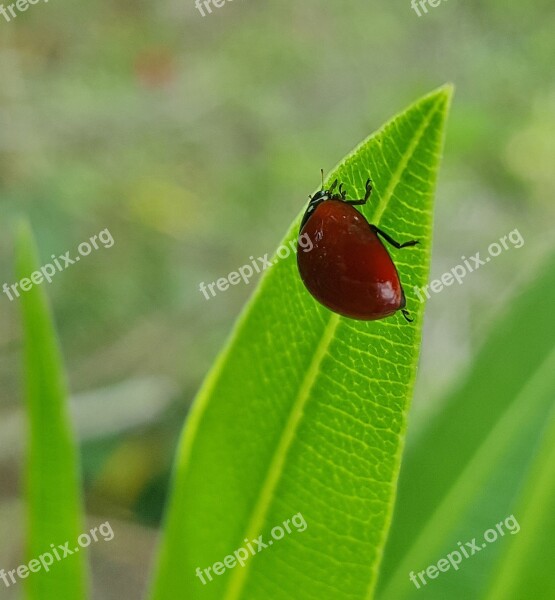 Polished Lady Beetle Lady Beetle Ladybug Bug Beetle