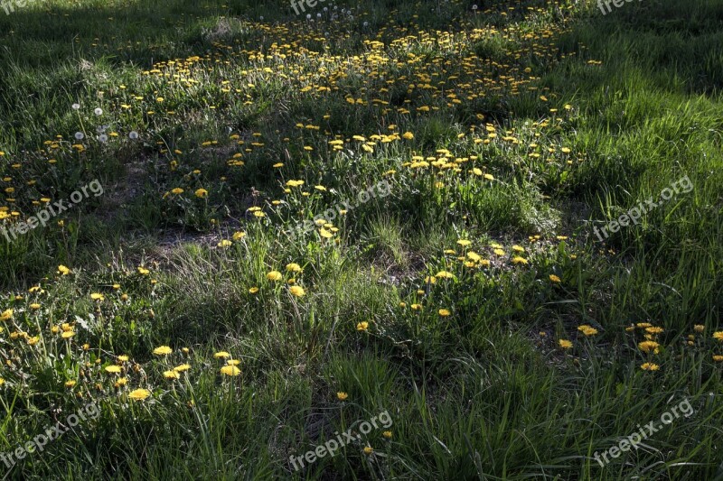 Dandelion Field Dandelions Green Meadow Nature