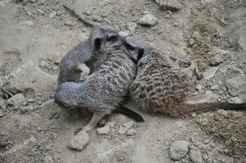 Meerkat Animals Zoo Meercat Hug