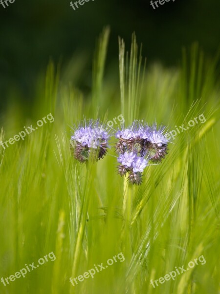 Green Cereals Field Nature Agriculture