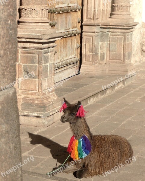 Alpaca Peru Cusco Inca Cuzco