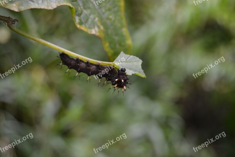 Black Caterpillar Moth Insect Free Photos