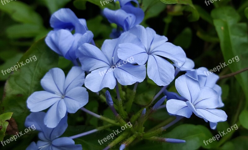 Plumbago Blue Plumbago Blue-plumbago Flowers Blue Flowers