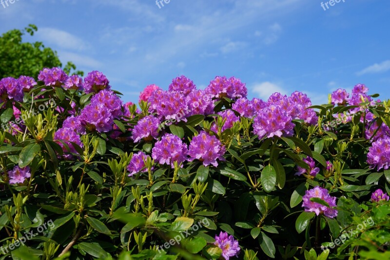 Flowers Rhododendrons Bush Frühlingsanfang Rhododendron Blossoms