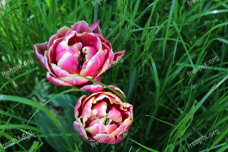 Tulip Spring Blossom Bloom Flamed