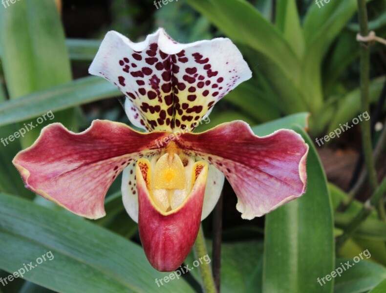 Orchid Frauenschuh Orchid Flower Close Up Flower