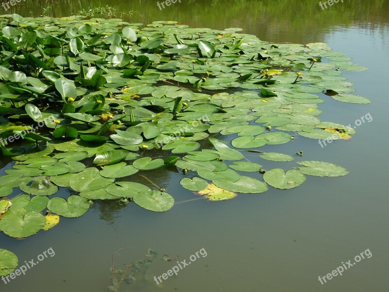 Water Lily Pond Aquatic Plant Free Photos