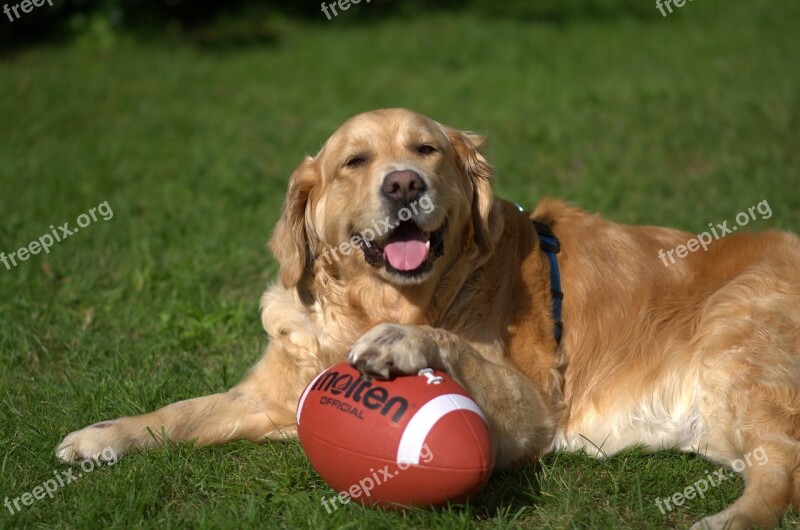 Dog Retriever Golden Retriever Pet Big Dog