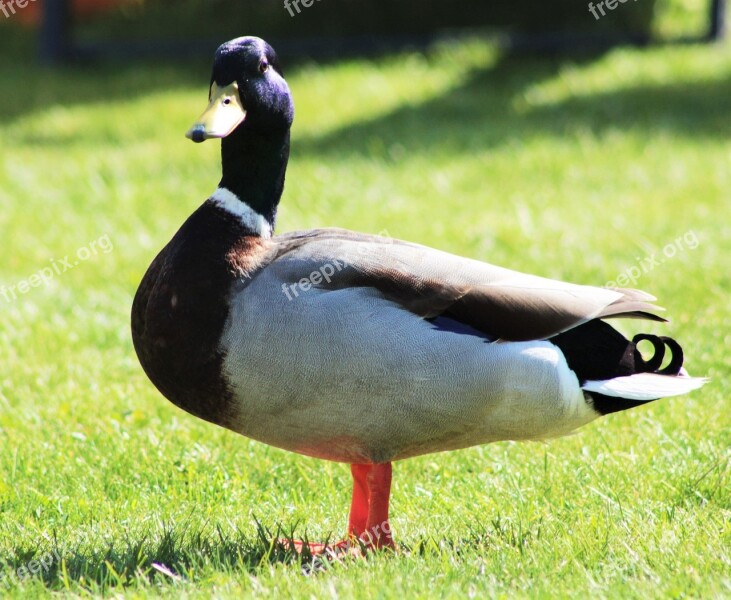 Duck Mallard Bill Water Bird Animal