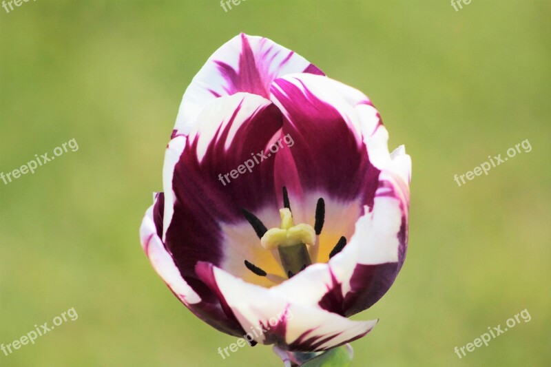 Tulips Flowers Nature Spring Blossom