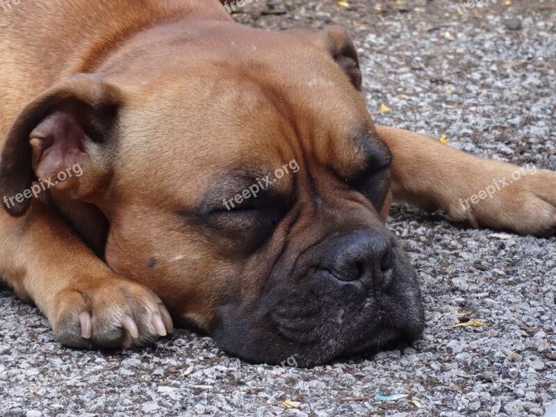 Dog Sleeping Wrinkles Hound Cute