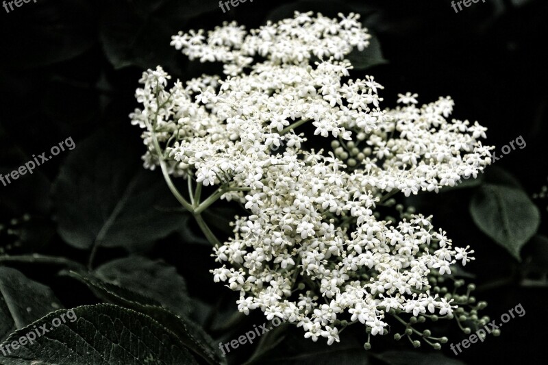 Elderflower Elder White Holder Bush Inflorescences