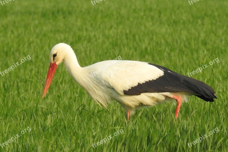 Stork Meadow Foraging Nature Birds