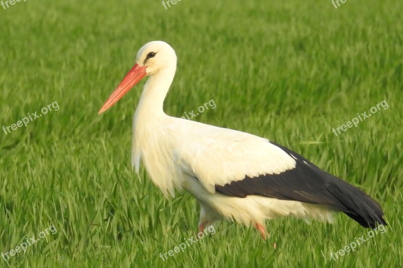 Stork Meadow Foraging Nature Birds