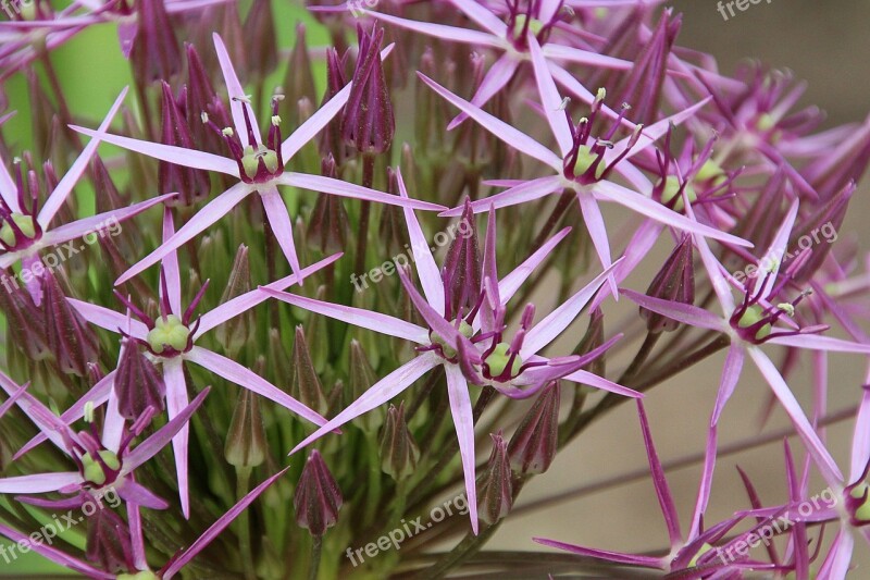 Allium-lauch Flowers Allium Leek Leek Greenhouse