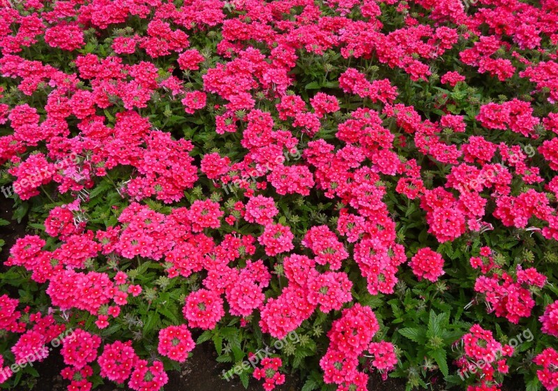 Flowers Red Pink Red Purple Leaf