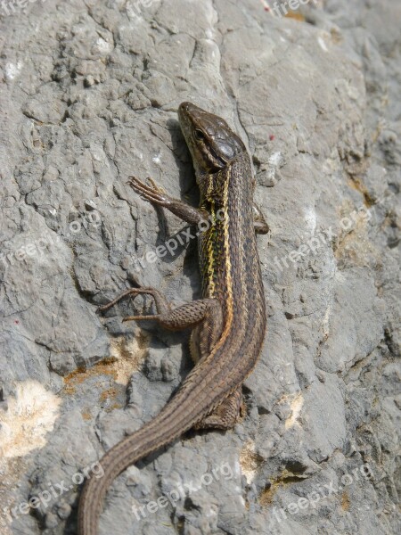 Lizard Sargantana Scales Detail Rock