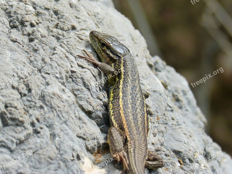 Lizard Sargantana Scales Detail Rock