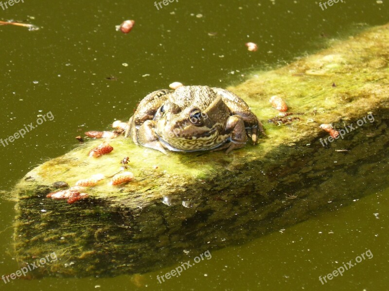 Frog Float Raft Water Free Photos