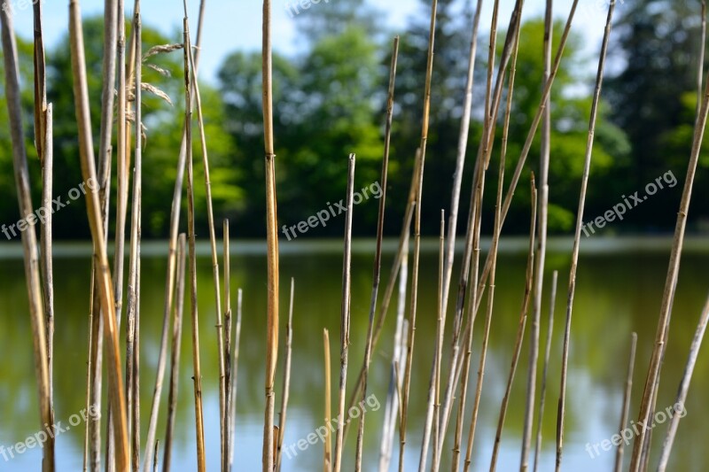 Lake Forest Nature Landscape Trees