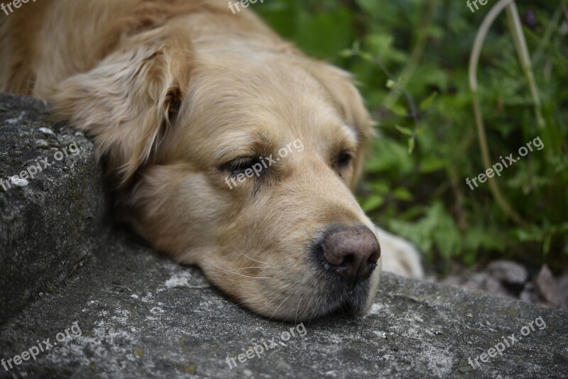 Dog Pet Golden Retriever Animal Retriever