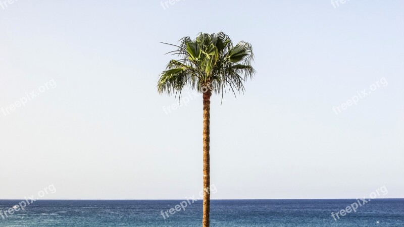 Palm Beach Sky Horizon Palm Tree