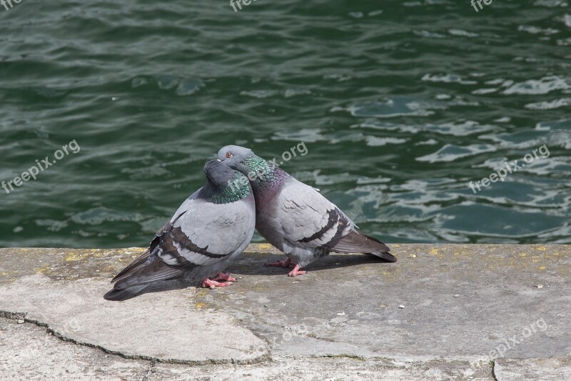 Dove Turtle Dove Love Whisper Sweet Nothings Smooch