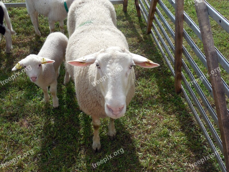 Lamb Sheep Schäfchen Agriculture Enclosure