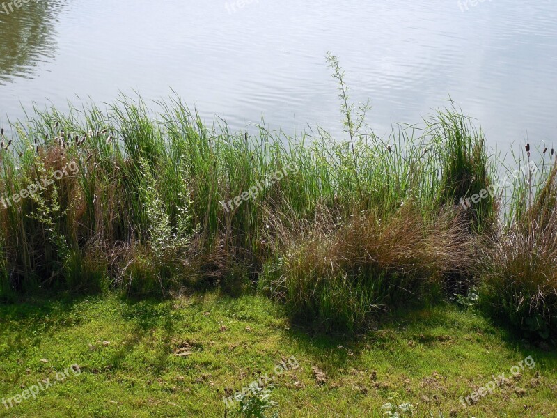 Bank Pond Lake Water Waters