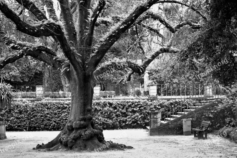 Tree Black And White Park Coimbra Nature