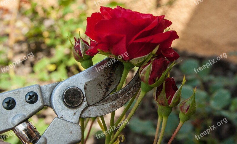 Roses Secateur Size Cut Gardener