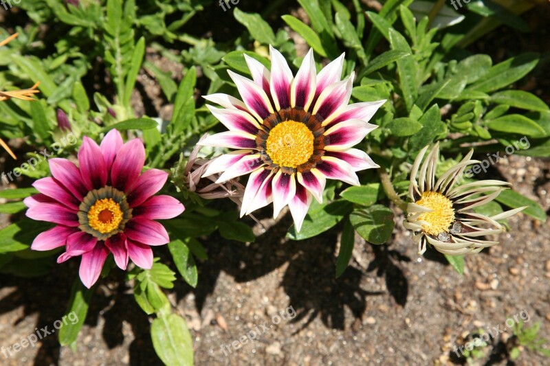 Let Honiara Chrysanthemum Decoration Flowers Plants Nature