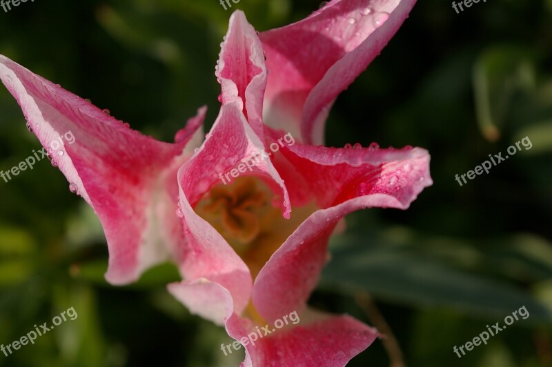 Tulips Red White Tulip Bicolor Tulip Spring Blossom