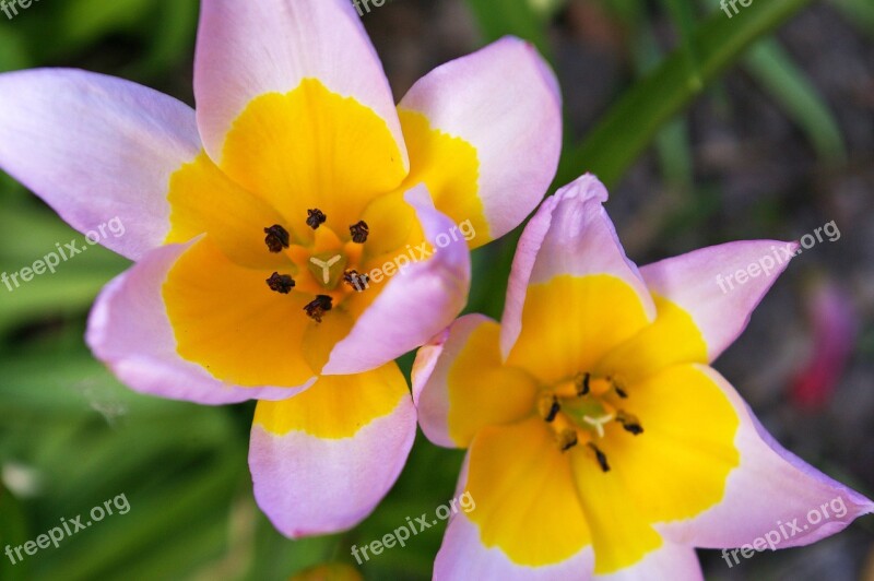 Tulips Yellow Tumor Bicolor Tulip Spring Blossom