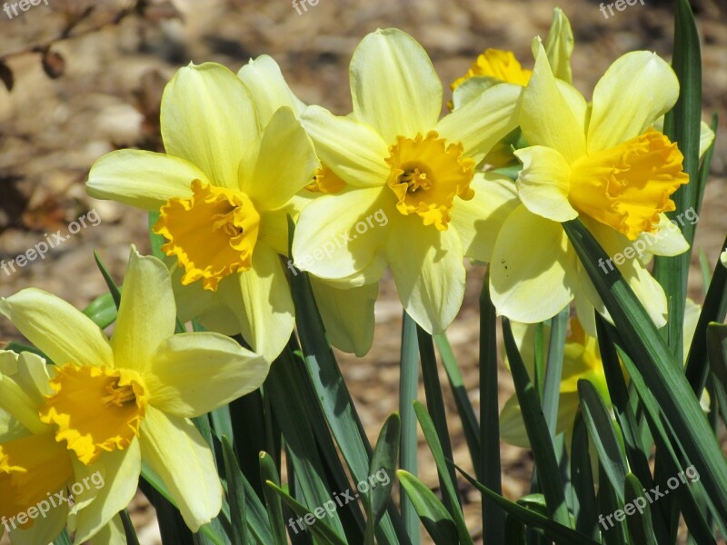 Spring Daffodils English Garden Yellow Flowerbed Blossoming Nature