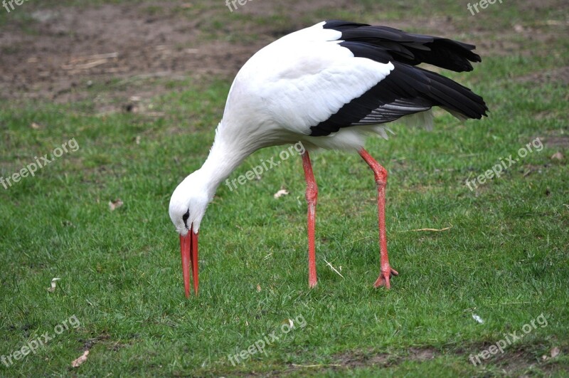 Stork Bird Animal Bill Stork Legs