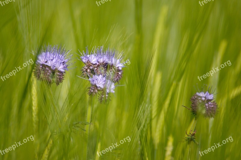 Green Cereals Field Nature Summer