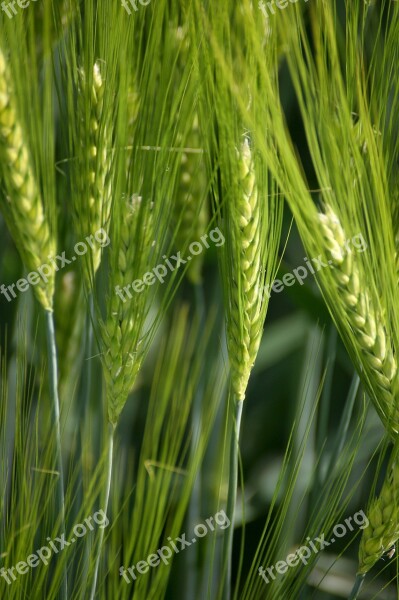 Green Ear Cereals Nature Field