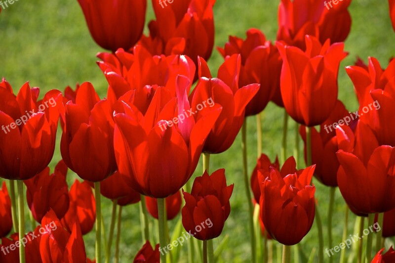 Tulips Red Spring Flower Blossom