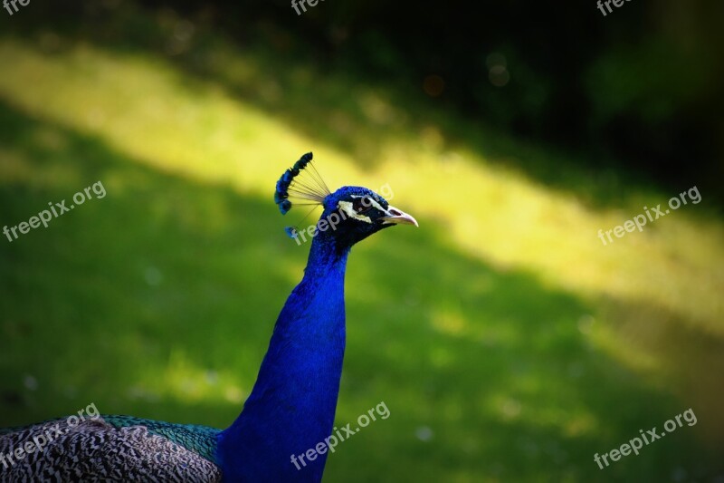 Bird Peacock Color Free Photos