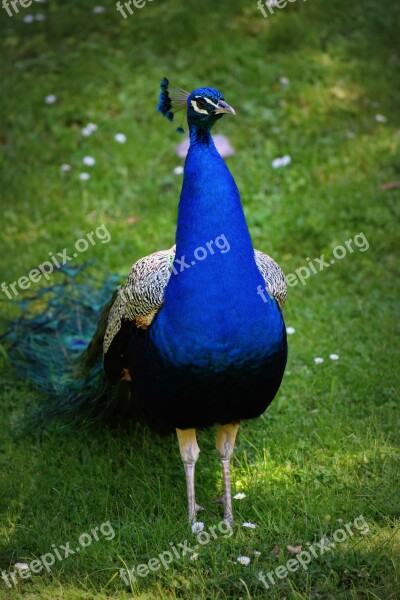 Bird Peacock Color Free Photos