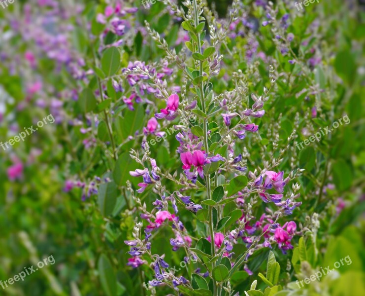 Pink Red Purple Blue-violet Flowers Grass