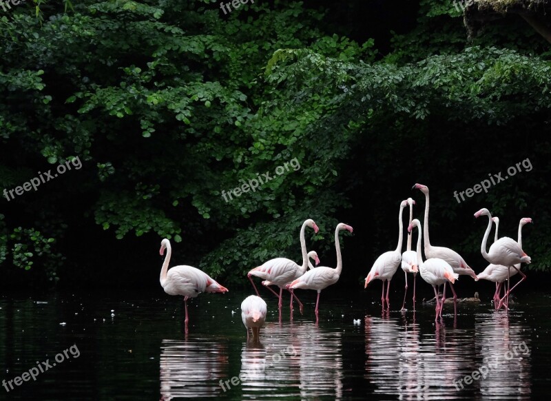 Pink Flamingo Wader Bird Pink Nature Free Photos