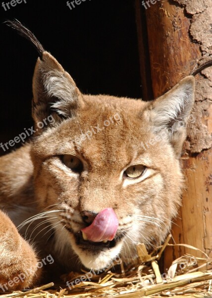 Lynx Cat Nature Free Photos