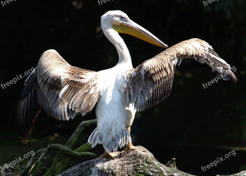 Pelican Bird Ali Free Photos