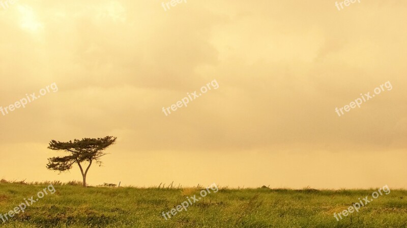 Tree Field Landscape Afternoon Nature