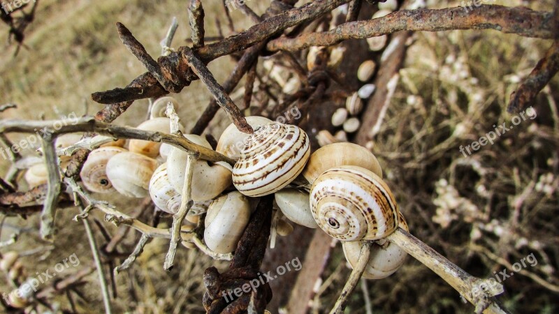 Shells Snail Colony Wire Metal