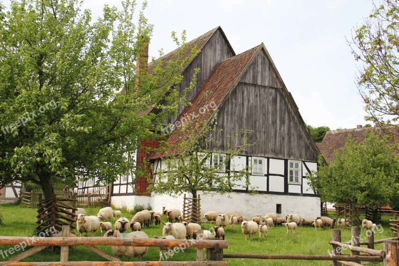 Farm Sheep Flock Of Sheep Lambs Animals