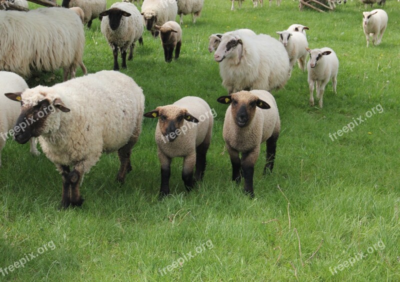 Westphalian Black Head Sheep Sheep Lambs Flock Of Sheep Animal Children