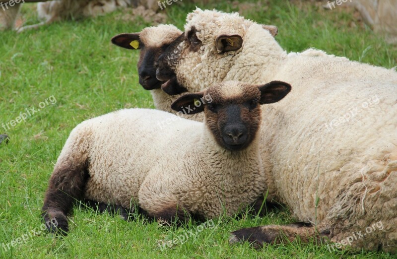 Westphalian Black Head Sheep Lambs Sheep Pasture Nature